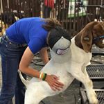 Profile Picture of Kylee Neubauer (@stormywildrider) on Instagram