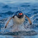 Profile Picture of Clive Beavis (@clives_wildlife) on Instagram