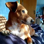 Profile Picture of Schnäuzele (@andrea.keller.10) on Instagram