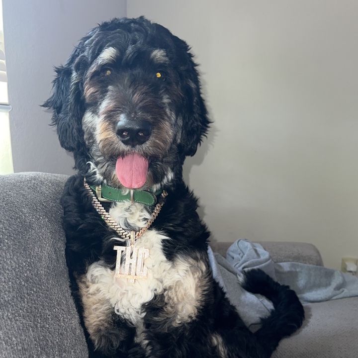 Profile Picture of Chris vill (@chrissvill) on Tiktok
