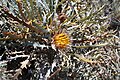 Profile Picture of Banksia vestitaon Wikipedia