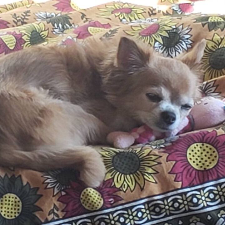 Profile Picture of PhyllisKeller (@bauchedxql3) on Tiktok
