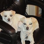 Profile Picture of Randolph Terry (@ranjinkatran) on Instagram