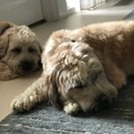 Profile Picture of Theodore Benjamin Morgan (@theo_morgan_memes_yeet) on Instagram