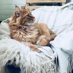 Profile Picture of Кот ТерраКот (@snerush) on Instagram