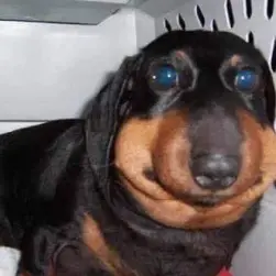 Profile Picture of Piórek 123 (@psiurek2) on Tiktok