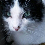 Profile Picture of Omar Arevalo (@omararevalo1260) on Flickr