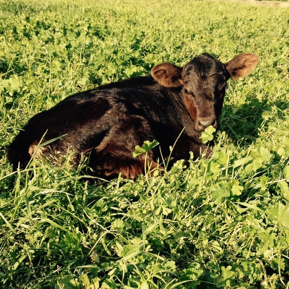 Profile Picture of Baylee Hirtel (@bayhirtel) on Poshmark