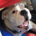 Profile Picture of Bobby The English Bulldog Girl (@bulldog.bobby) on Instagram