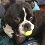 Profile Picture of Rocky Kenneth Danger Bear (@rockykennethdanger) on Instagram