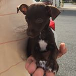Profile Picture of Jason Luque (@partypupdontcare) on Instagram