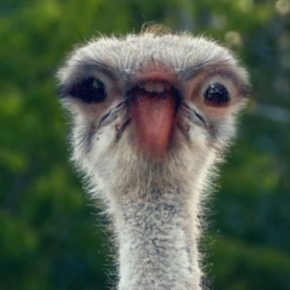 Profile Picture of Sherry Deng (@sherri_shop2) on Poshmark