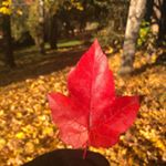 Profile Picture of Barbara Devoe (@bdevoe11) on Instagram