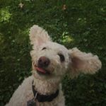 Profile Picture of Luke Gerber (@barkingluke) on Instagram