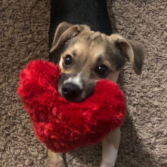 Profile Picture of Andrea Elabbasy (@nekozet) on Poshmark