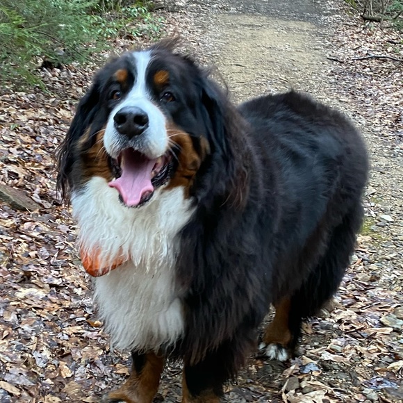 Profile Picture of Kelsie Wotton (@kelsieawotton) on Poshmark