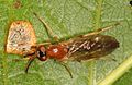 Profile Picture of Rachicerus fulvicollison Wikipedia