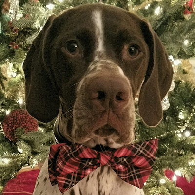 Profile Picture of PointingDog (@ChadKnudsen1) on Twitter