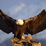 Profile Picture of Joseph Carlisle (@joseph.carlisle.31) on Instagram