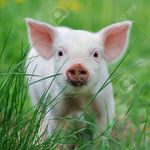 Profile Picture of Markus Schrank (@markus_schrank) on Instagram