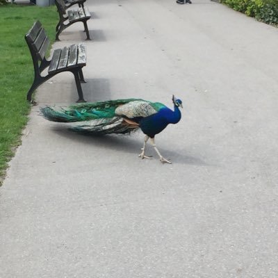 Profile Picture of Julia Rondeau (@julia_juro96) on Twitter