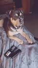 Profile Picture of   Schteve (@schteviedog)... (@schteviedog) on Tiktok