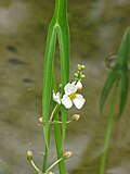 Profile Picture of Sagittaria trifoliaon Wikipedia