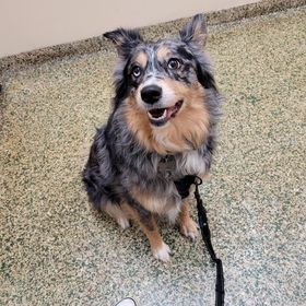 Profile Picture of Skye Bennett (@painttheskye) on Pinterest