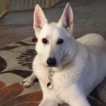 Profile Picture of Greg Maze (@gdmaze) on Instagram