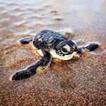 Profile Picture of Edward Moore (@ed_the_turtle) on Instagram