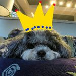 Profile Picture of Sir Leonardo McGinnis (@supremekingleo) on Instagram