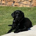 Profile Picture of Jack Stephens (@life_with_truman) on Instagram