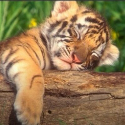 Profile Picture of Paul McCarney (@Bellend84) on Twitter