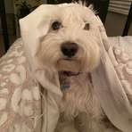 Profile Picture of Alison Pruett (@Alison-Pruett) on Facebook