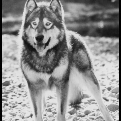Profile Picture of Chase Wolf (@chasewolf1) on Twitter