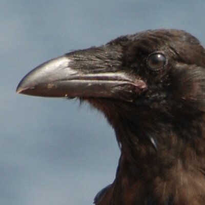 Profile Picture of Mike Capes (@blackbird333) on Twitter