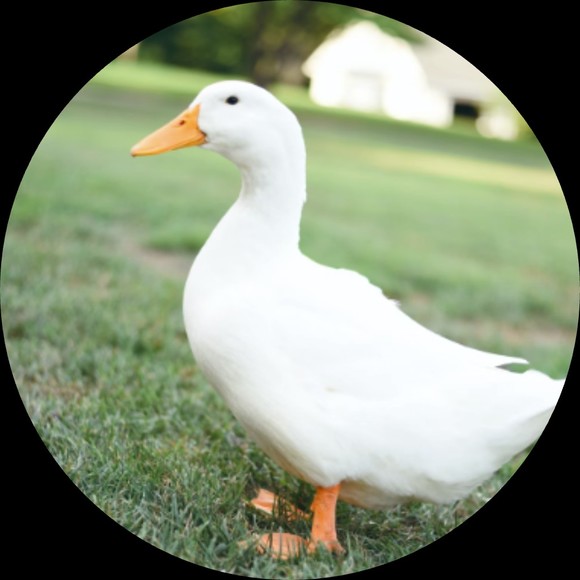 Profile Picture of Bo Pang (@marshmallow321) on Poshmark