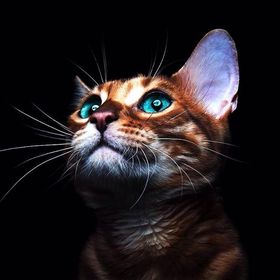 Robin Russo - Pinterest Profile Picture of Robin Russo (@peachez12) on Pinterest