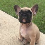 Profile Picture of Earl (@earlfrenchie) on Instagram