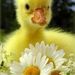 Profile Picture of Pam Askey (@posoccermom30) on Pinterest