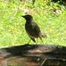 Profile Picture of Robin Towhee (@Robin-Towhee) on Facebook