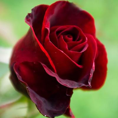 Profile Picture of Isabel Chen (@Chen123Isabel) on Twitter
