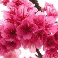 Profile Picture of Somar Chimon (@somar-chimon) on Quora