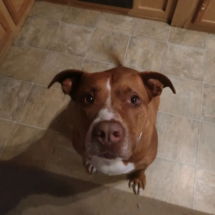 Profile Picture of Daniel Mouton (@danielmouton962) on Tiktok