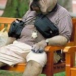 Profile Picture of Peter Gurney (@pivopup) on Instagram