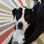 Profile Picture of Brent Farrell (@a_snoop_life) on Instagram