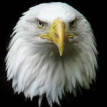 Profile Picture of Tim. C (@tim. c) on Flickr