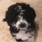 Profile Picture of Sir Curious George Shapiro (@curiousgeorgethedoodle) on Instagram