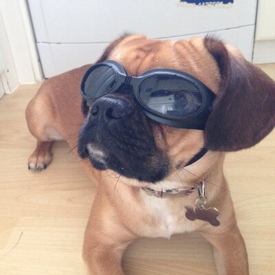 Profile Picture of Clare Sharp (@TinyRalphRocks) on Twitter