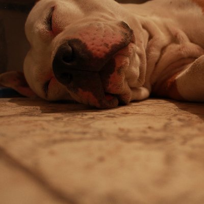 Profile Picture of Javier Maxwell Ruiz Ruvalcaba (@javi_maxwell) on Twitter